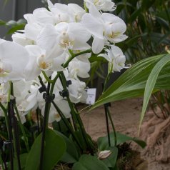 iga_2017__174